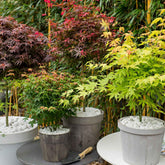 Collection de 4 érables du Japon Colorful Leaves - Acer palmatum 'orange dream', 'atropurpureum', 'little princess', 'ka - Plantes