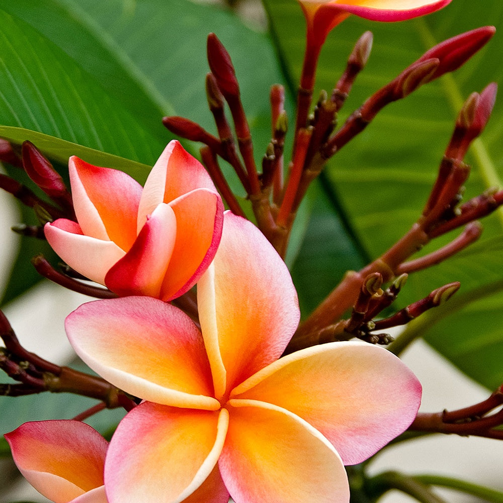 Frangipanier rouge - Plumeria rubra bordeau - Plantes