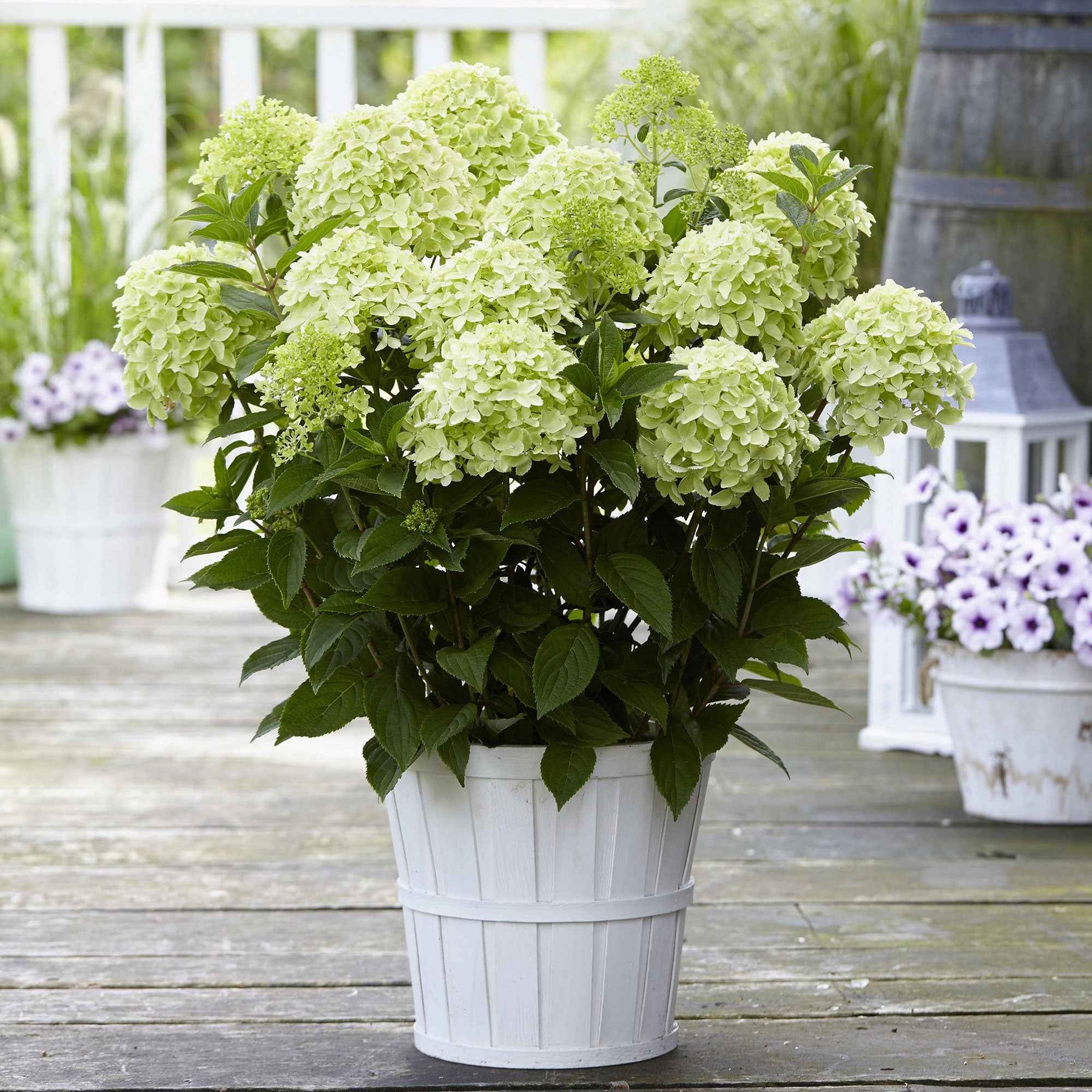 Hortensia paniculé Whitelight - Hydrangea paniculata 'whitelight' - Plantes