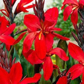 2 Canna Red Futurity - Canna 'red futurity' - Plantes