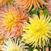 5 Dahlias Star en mélange - Willemse