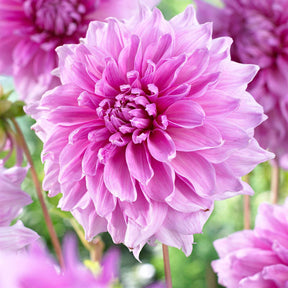 3 Dahlias géant Lavender Perfection - Dahlia 'lavender perfection' - Plantes