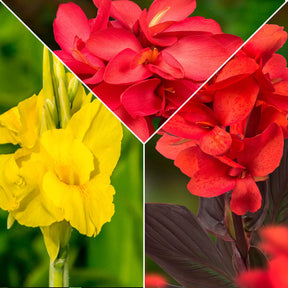 5 Cannas en mélange - Canna 'richard wallace','red dazzler','city of portland' - Plantes