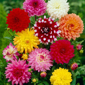 5 Dahlias en mélange Bio - Dahlia - Plantes