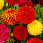 5 Dahlias pompon en mélange Ball Bio - Willemse