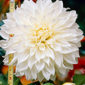 3 Dahlias géant Fleurel - Dahlia 'fleurel' - Plantes