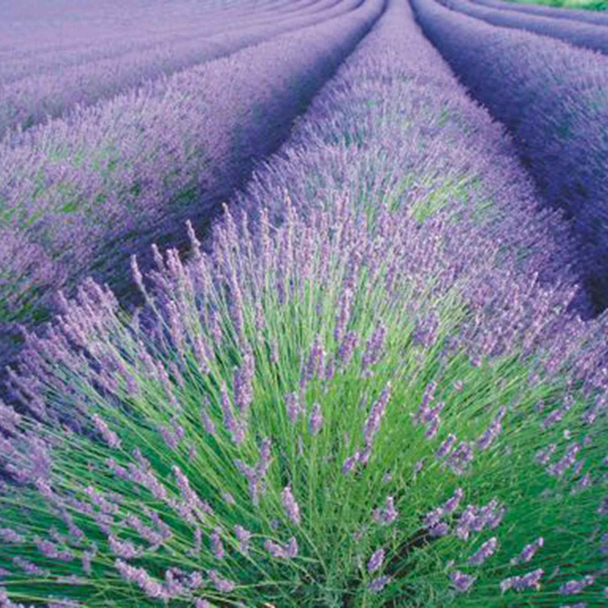 Lavande vraie - Lavandula angustifolia - Potager