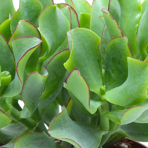 Crassula - Crassula Arborescens 'Curly Green' - Crassula Arb. Curly Green