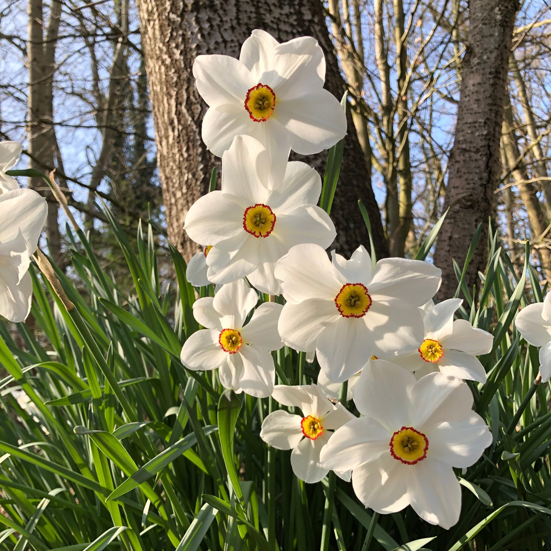 Collection de 30 Narcisses Fortune et Rijnveld Early Sensation - Narcissus 'Fortune', 'Rijnveld Early Sensation', 'Actaea' - Willemse