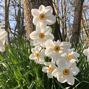 Collection de 30 Narcisses Fortune et Rijnveld Early Sensation - Narcissus 'Fortune', 'Rijnveld Early Sensation', 'Actaea' - Willemse