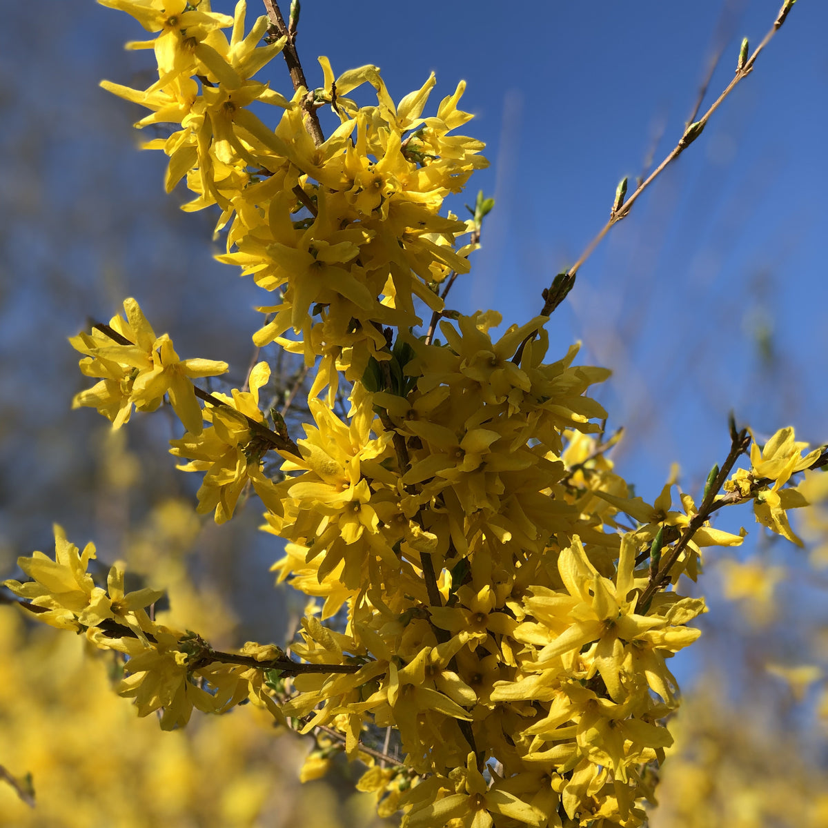 Forsythia Spectabilis - Forsythia x intermedia spectabilis