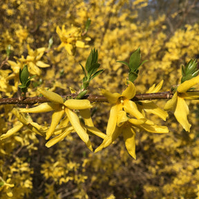 Vente 3 arbustes en cadeaux - Weigela Bristol Ruby,Philadelphus Virginal,Forsythia int. Spectabilis