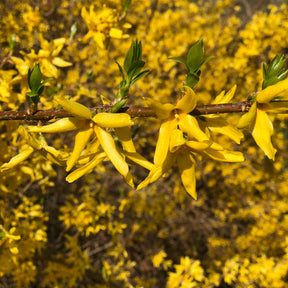 Vente Collection de 2 arbustes : Forsythia et Arbre de Judée - Cercis siliquastrum et forsythia x intermedia spectabilis