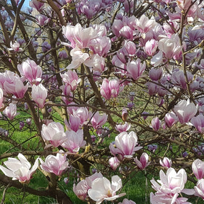 Magnolia de Soulange - Magnolia soulangeana