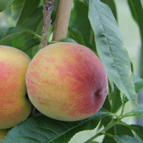 Pêcher Suncrest - Prunus persica suncrest - Plantes