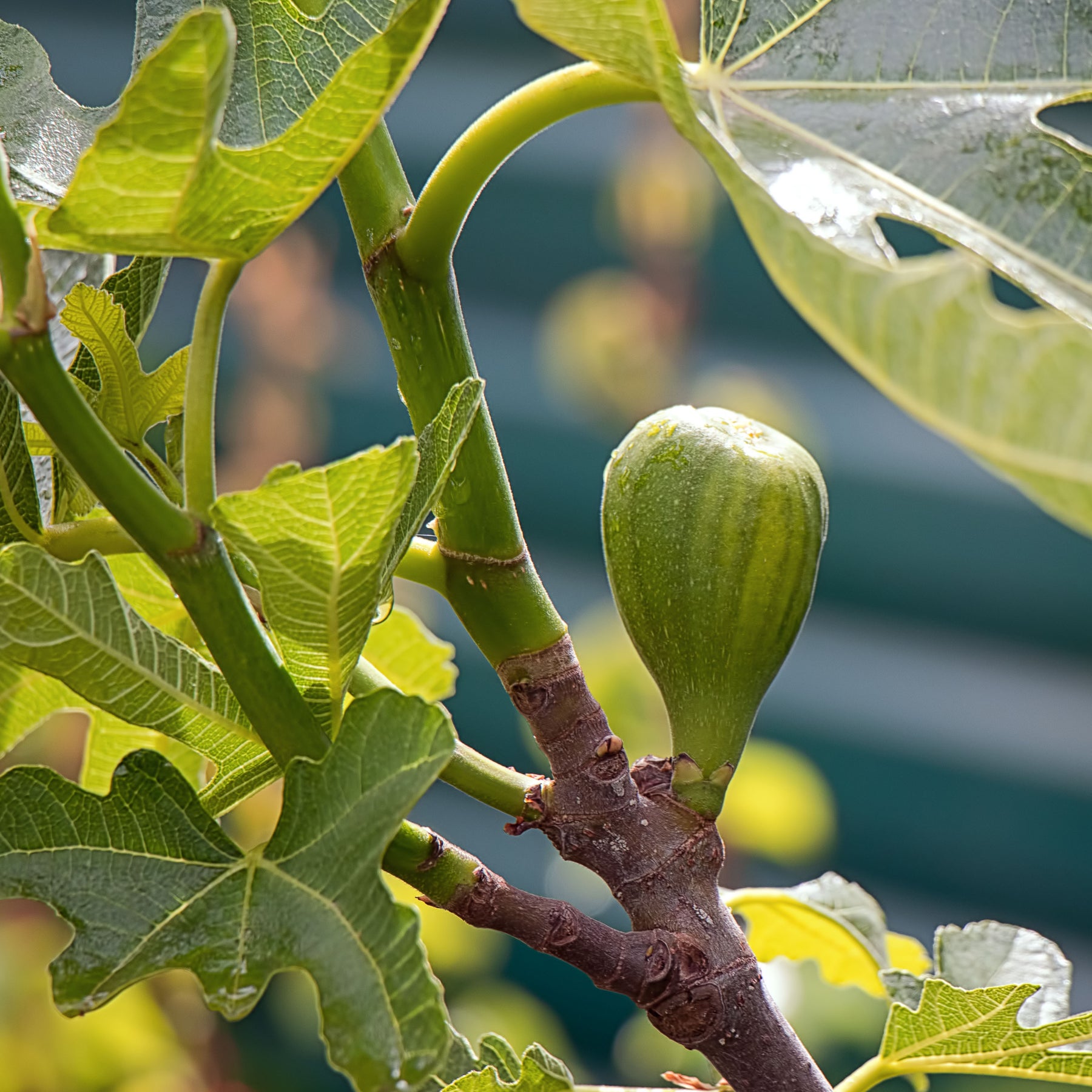 Figuier Brogiotto Blanc - Ficus carica brogiotto blanc - Plantes