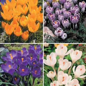 60 Crocus blanc violet, jaune, blanc, violet en mélange - Crocus 'yellow mammouth', 'flower record', 'jeanne - Plantes