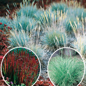 3 Graminées colorées en mélange - Imperata cylindrica Red Baron, Carex oshimensis Evergreen, Festuca glauca - Plantes