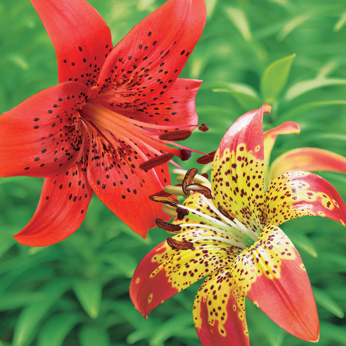 Collection de 6 Lis La vie en rouge et Fusion - Lilium red life , fusion - Plantes