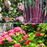 Collection de 3 arbustes d'ombre : hortensia, camélia, bambou - Hydrangea macrophylla, camelia japonica, fargesia - Plantes