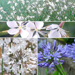 Collection de 7 plantes vivaces pour jardins et pots - Gaura lindheimeri whirling butterflies , agapanthus umbellatus - Plantes