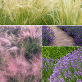 Collection de 6 plantes vivaces pour extérieur moderne - Stipa tenuissima, Muhlenbergia capillaris, Lavandula angustifolia - Plantes