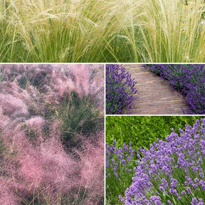 Collection de 6 plantes vivaces pour extérieur moderne - Stipa tenuissima, Muhlenbergia capillaris, Lavandula angustifolia - Plantes