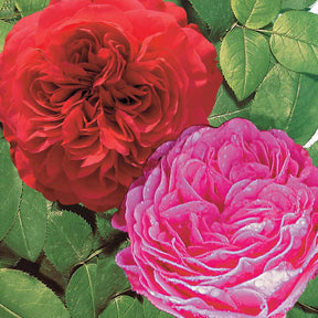 Coll. 2 rosiers floribundas (1 Red Leonardo da Vinci, 1 Leonardo da Vinci) - Rosa red leonardo da vinci ® meiangele, leonardo d - Plantes