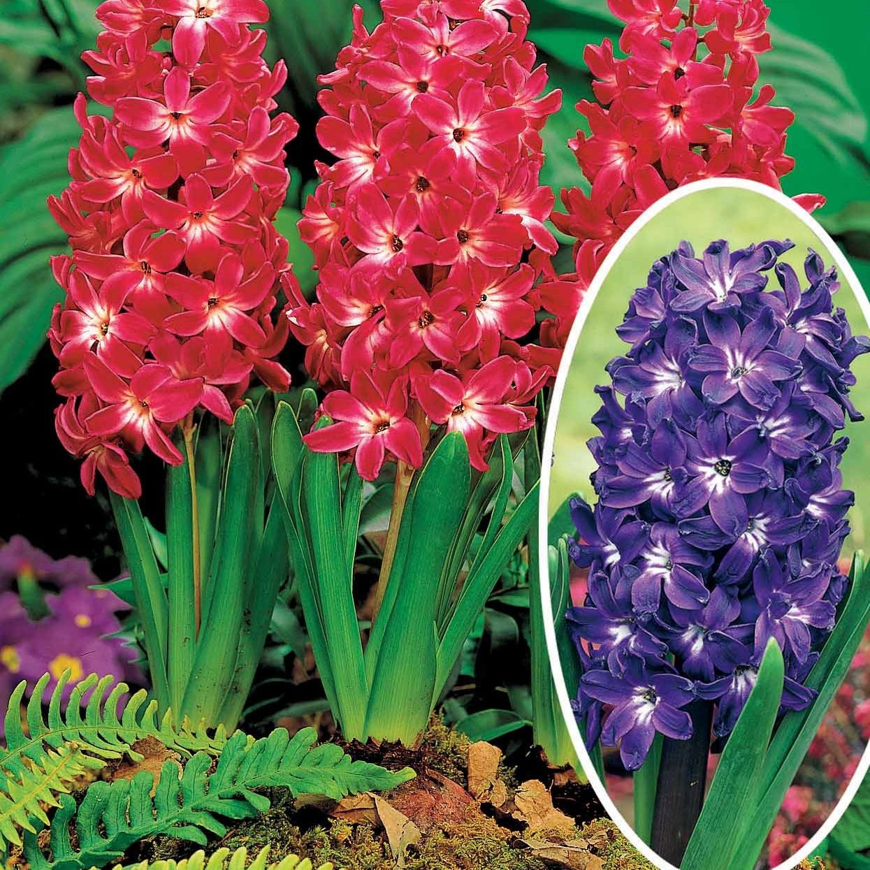 Coll. de 10 Jacinthes à coeurs blancs (5 Blue Magic + 5 Red Magic) - Hyacinthus blue magic , red magic - Plantes