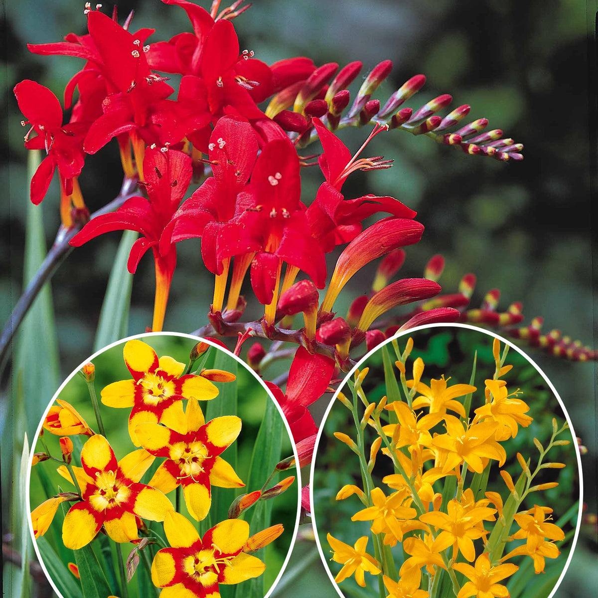 Collection de 45 Crocosmias (15 bicolores + 15 rouges + 15 jaunes) - Crocosmia 'norwich canary', 'emily mckenzie', 'luc - Plantes