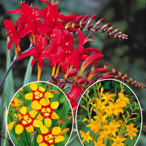 Collection de 45 Crocosmias (15 bicolores + 15 rouges + 15 jaunes) - Crocosmia 'norwich canary', 'emily mckenzie', 'luc - Plantes