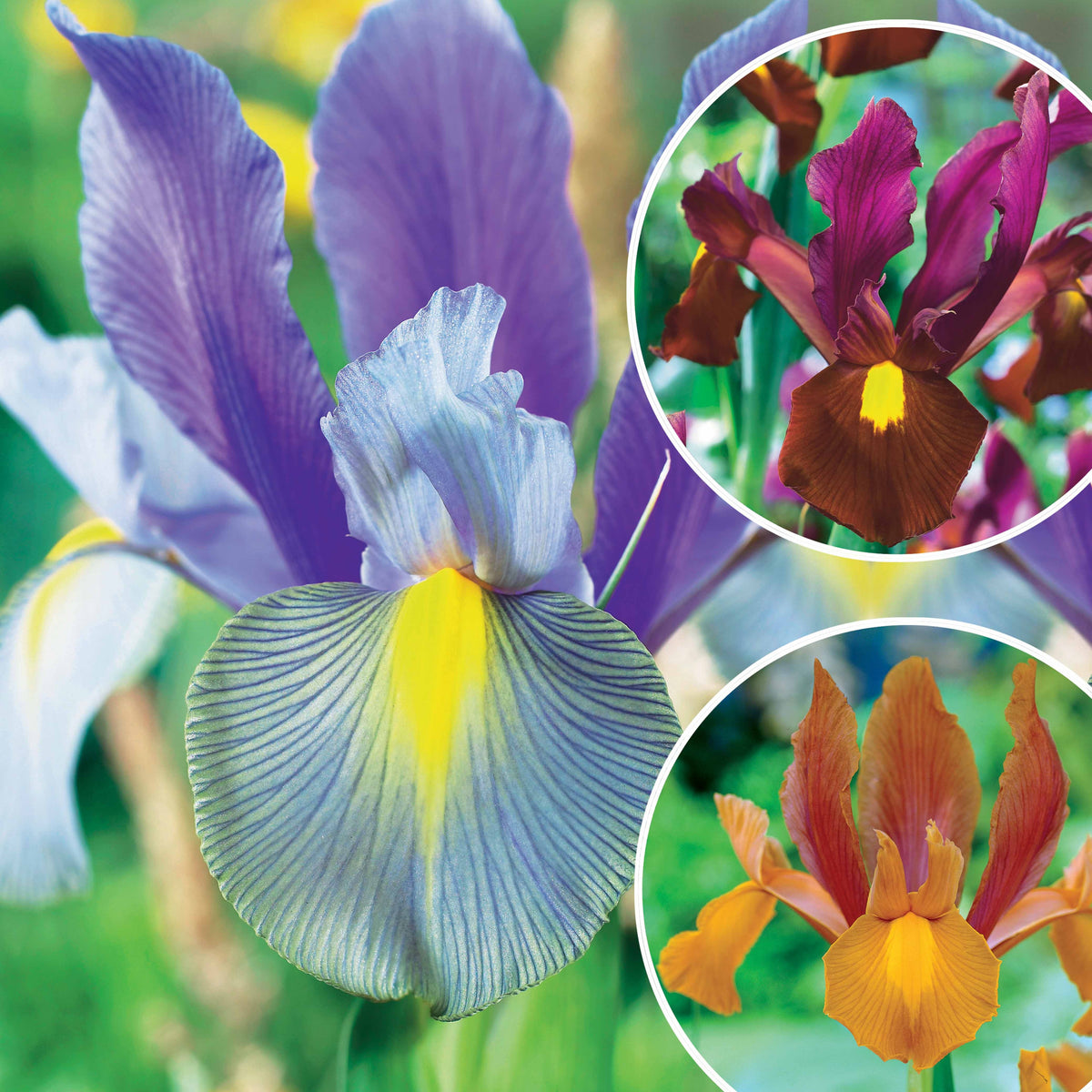 Coll. 60 Iris de Hollande:Gipsy Beauty,Braise rouge,Princesse automne - Iris hollandica 'gipsy beauty', 'red ember', 'autu - Plantes