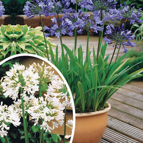 Collection 5 agapanthes (3 bleues. 2 blanches) - Agapanthus umbellatus, polar ice - Plantes vivaces