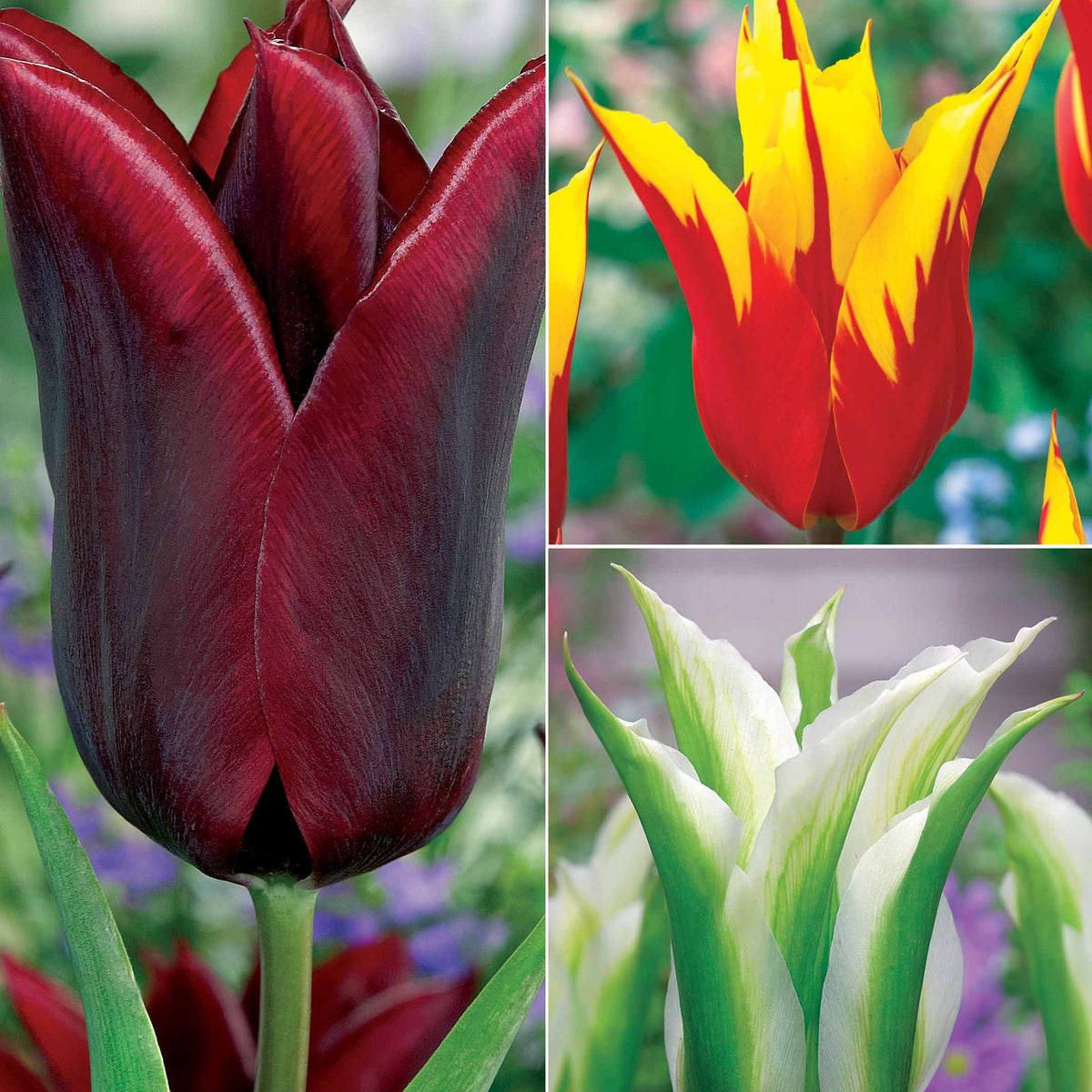 Coll. 30 tulipes fleur de lis :Aile de feu,Etoile verte,Amour eternel - Tulipa'firewings','greenstar','lasting love' - Plantes