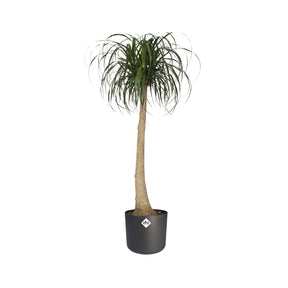 Elho Cache-pot B for soft rond anthracite