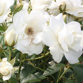 Rosier à massif Iceberg - Rosa iceberg