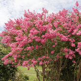 Lilas des Indes rose - Willemse