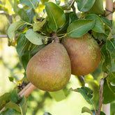 Poirier Doyenné du Comice - Pyrus communis 'doyenne du comice' - Fruitiers Arbres et arbustes