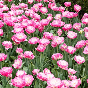 10 Tulipes à fleurs pivoine Pompon rose - Tulipa pink size - Willemse