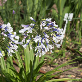 Agapanthe Twister - Agapanthus Twister - Willemse