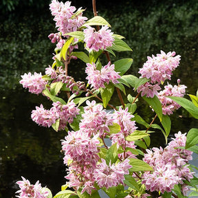 Deutzia Champ de fraise - Deutzia Strawberry Field - Willemse