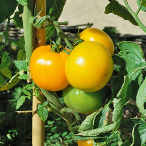 3 Plants de Tomate Lemon Boy F1 - Solanum lycopersicum lemon boy f1 - Potager