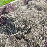 Bruyère d'hiver  Snow Queen - Erica carnea snow queen - Plantes