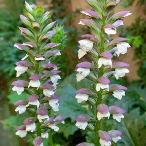 Acanthe molle - Acanthus mollis - Plantes