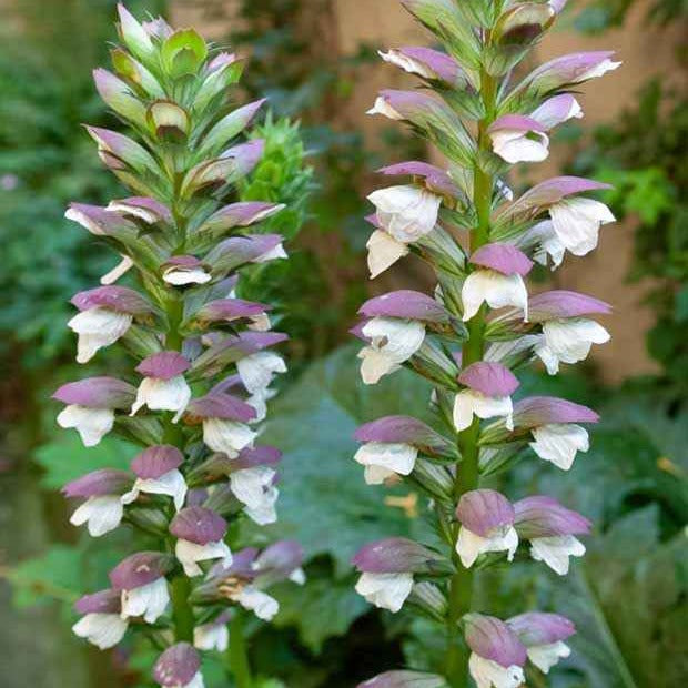 Acanthe molle - Acanthus mollis - Plantes