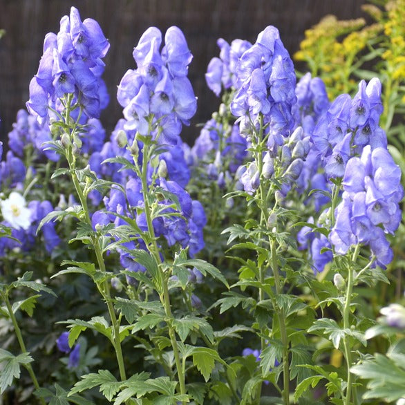 Aconit d'automne Arendsii - Aconitum carmichaelli arendsii - Plantes vivaces