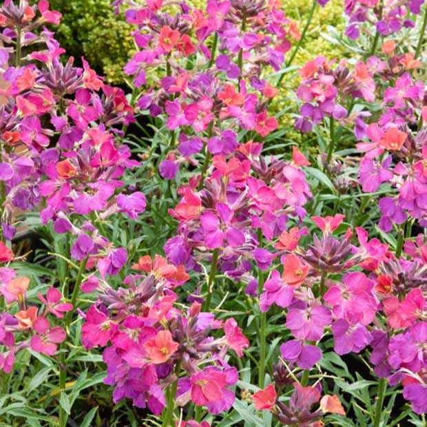 Giroflée Constant Cheer - Erysimum constant cheer - Plantes