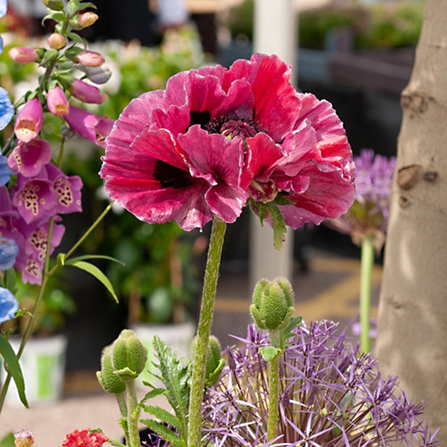 Pavot d'Orient Harlem - Papaver harlem - Plantes