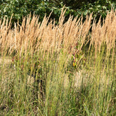 Calamagrostide érigée Karl Foester - Calamagrostis x acutiflora karl foerster - Plantes