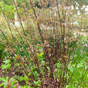 Cornus alba kesselringii - Cornouiller à bois noir Kesselringii - Cornouillers